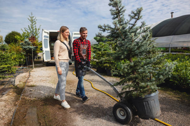 How Our Tree Care Process Works  in  Big Lake, TX